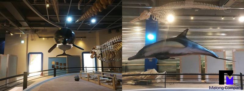 FRP 조형물 울산 고래박물관 고래 모형 설치 사례
