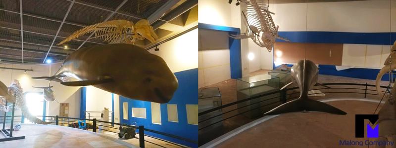 FRP 조형물 울산 고래박물관 고래 모형 설치 사례